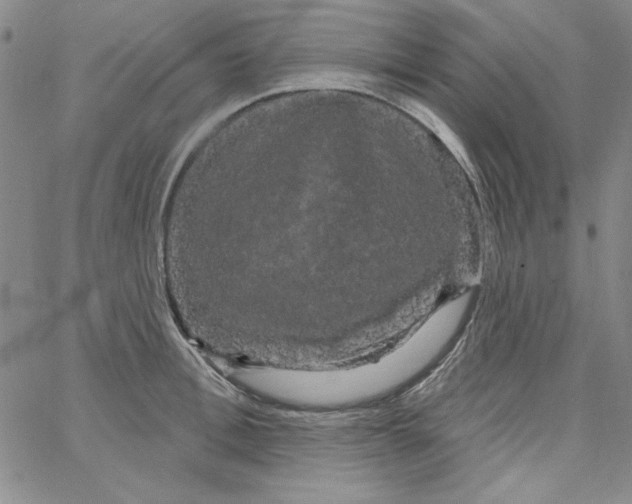 X0000066120996200604071907