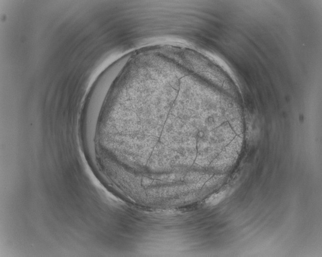 X0000066120999200604071907