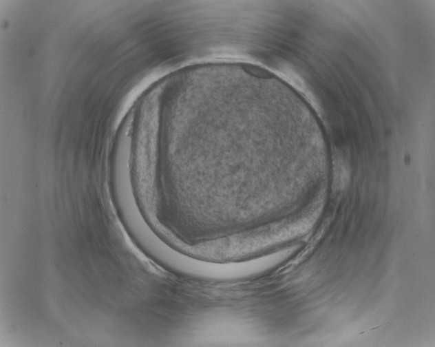 X0000066121006200604071907