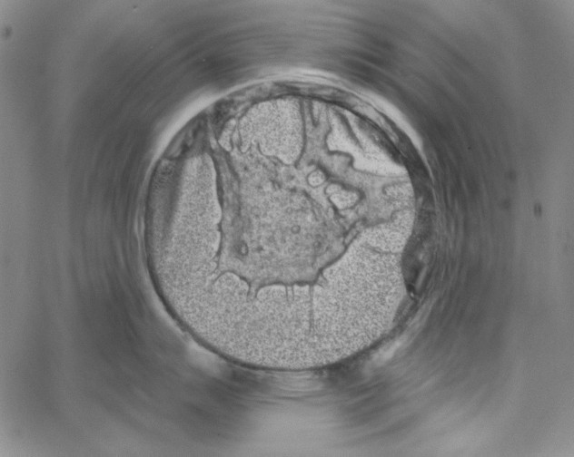 X0000066121007200604071907