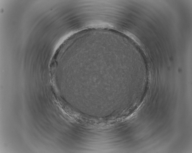 X0000066121022200604071907