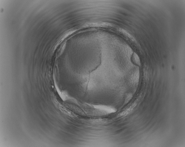 X0000066121025200604071907