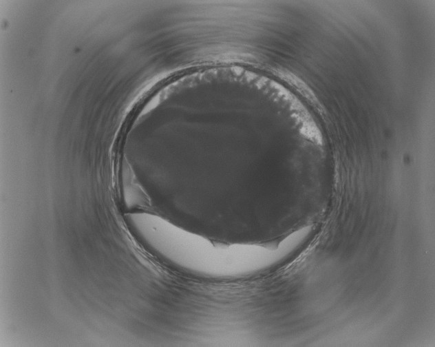 X0000066121031200604071907