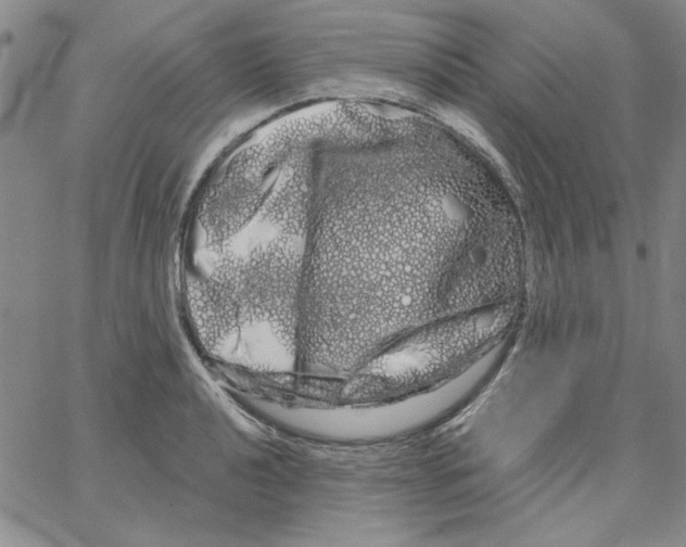 X0000066121040200604071907