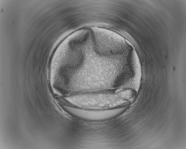 X0000066121044200604071907