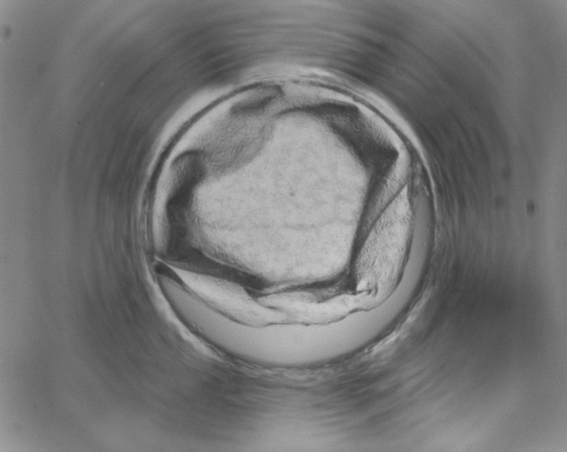 X0000066121053200604071907