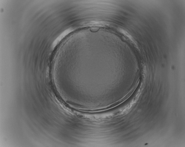 X0000066121066200604071906