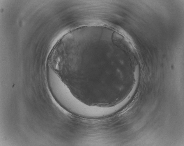 X0000066121095200604071906