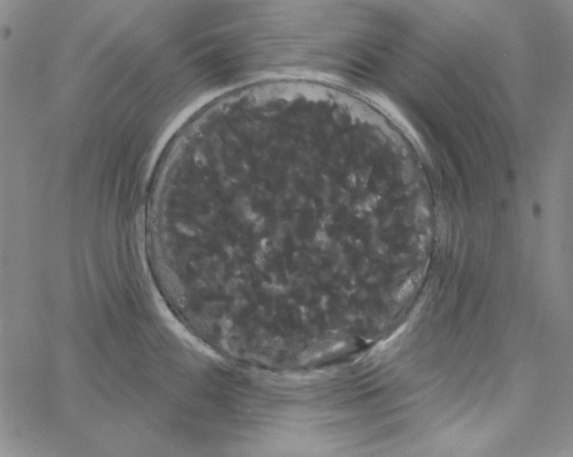 X0000066121100200604071906