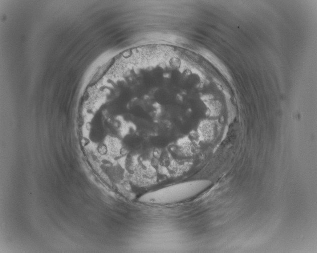 X0000066121104200604071906