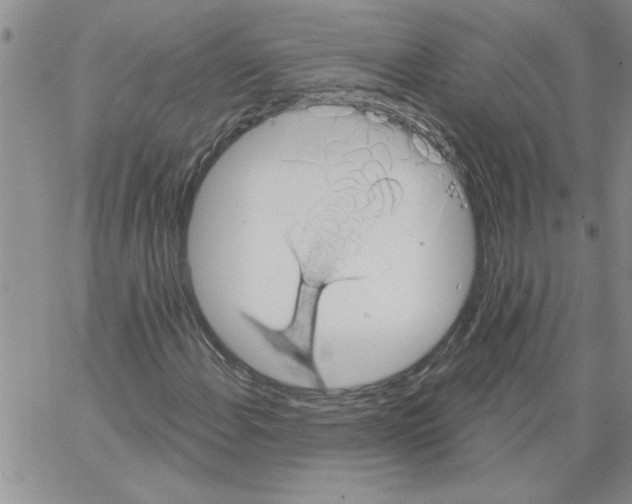 X0000066121108200604071905