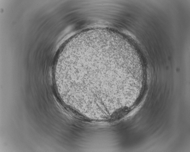 X0000066121113200604071905