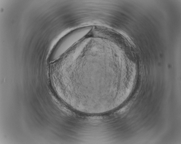 X0000066121118200604071905