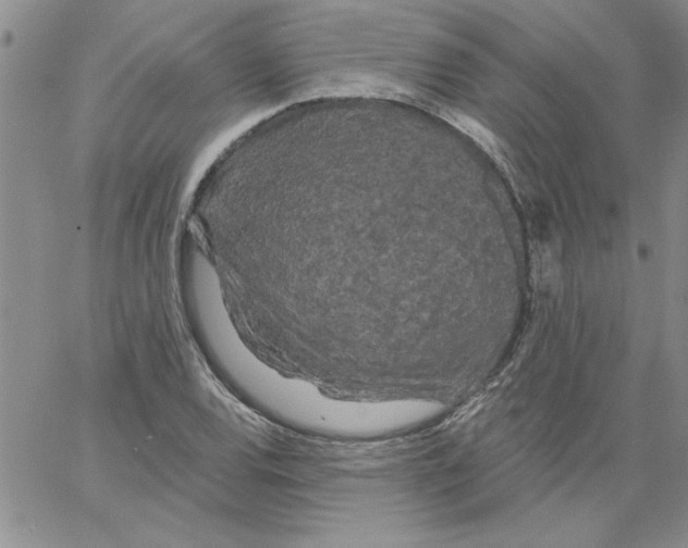 X0000066121120200604071905