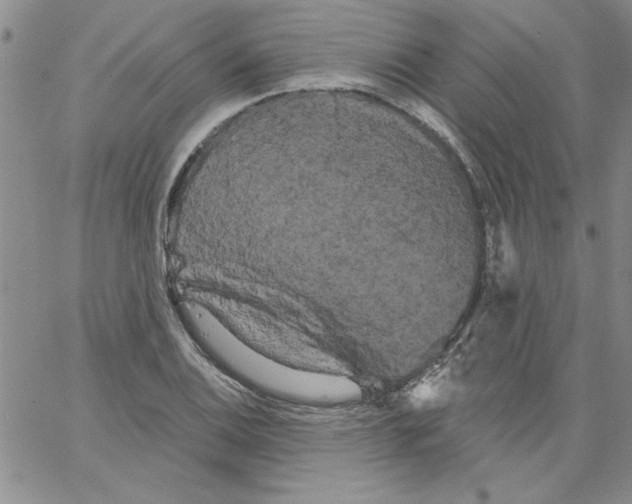 X0000066121124200604071905