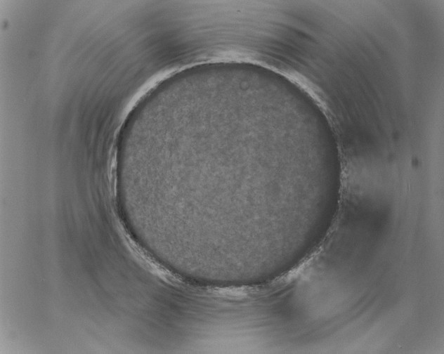 X0000066121126200604071905