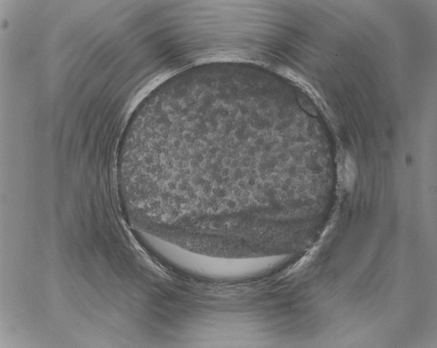 X0000066121129200604071905