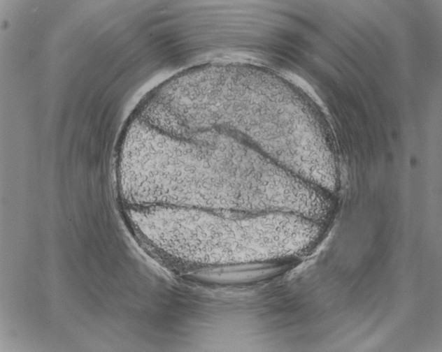 X0000066121133200604071905