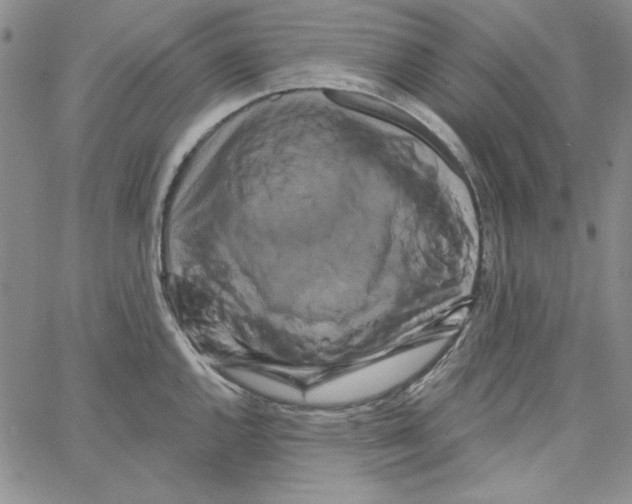 X0000066121144200604071905