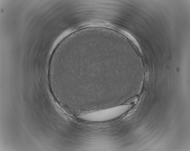 X0000066121146200604071905