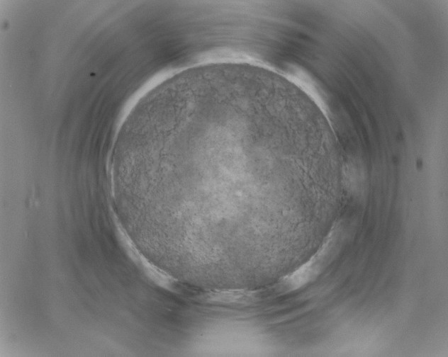 X0000066121150200604071906