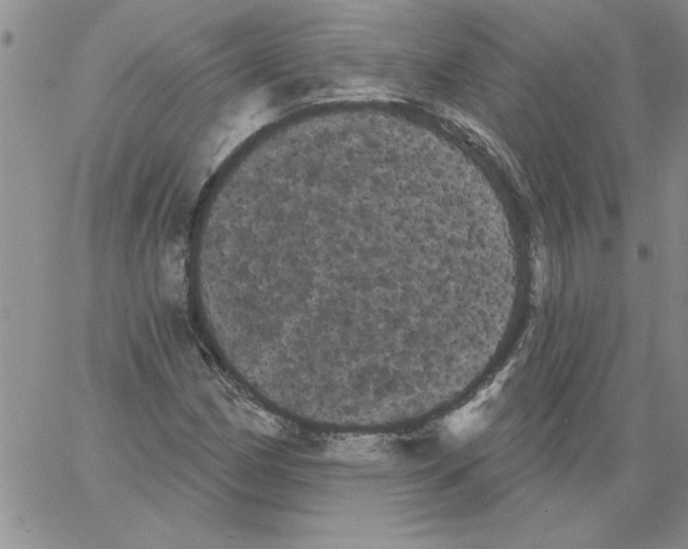 X0000066121162200604071905