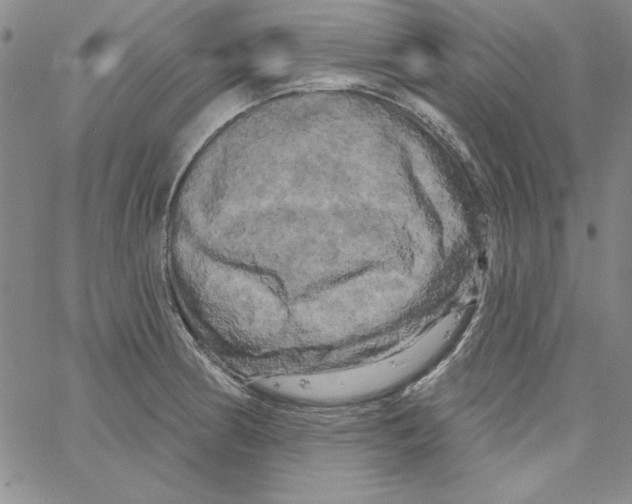 X0000066121186200604071904