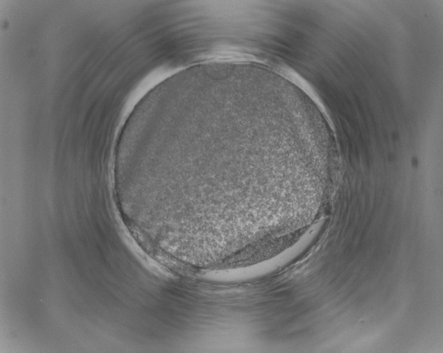 X0000066121195200604071904