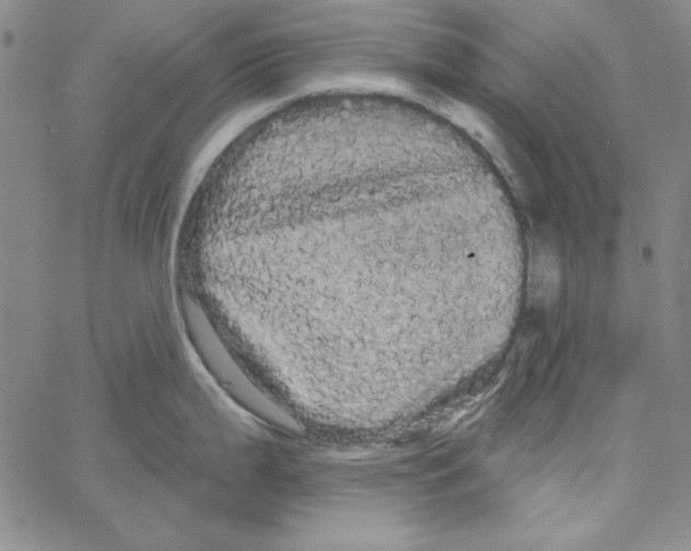 X0000066121199200604071904