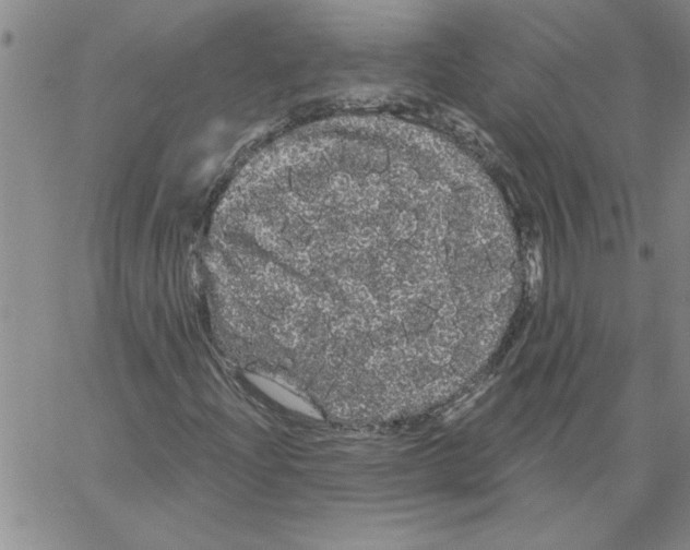 X0000066121204200604071903