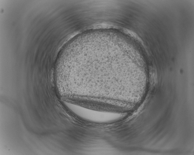 X0000066121217200604071904