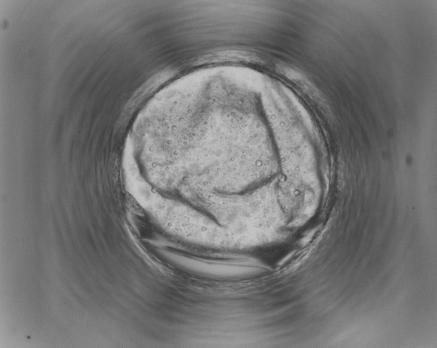 X0000066121233200604071904