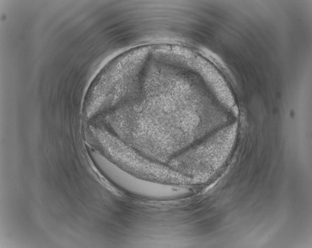 X0000066121236200604071904