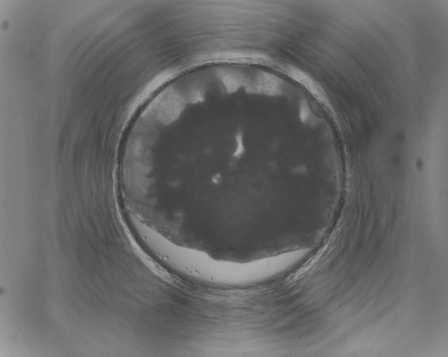 X0000066121237200604071904