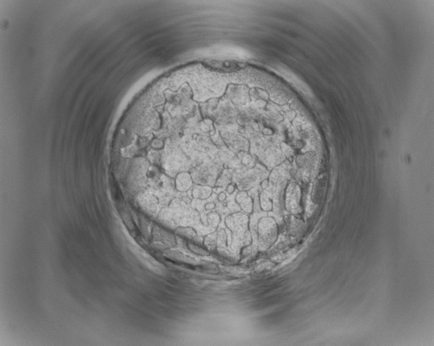 X0000066121248200604071904