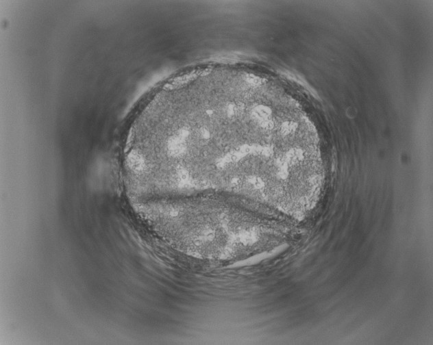 X0000066121256200604071903