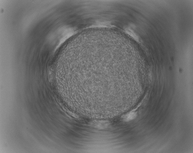 X0000066121258200604071903