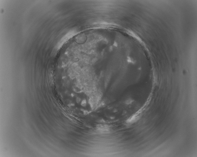 X0000066121259200604071903