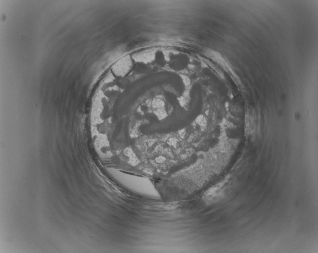 X0000066121260200604071903