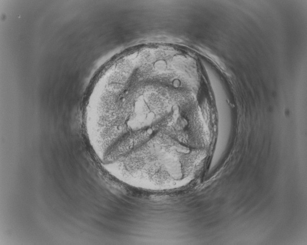 X0000066121264200604071903