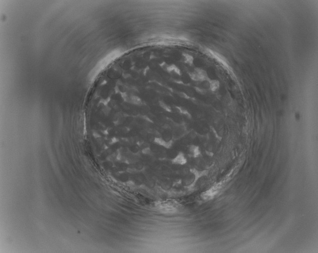 X0000066121267200604071903