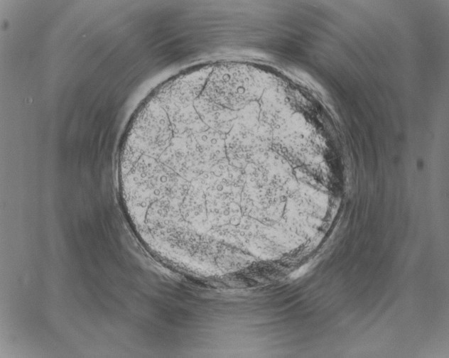 X0000066121280200604071903