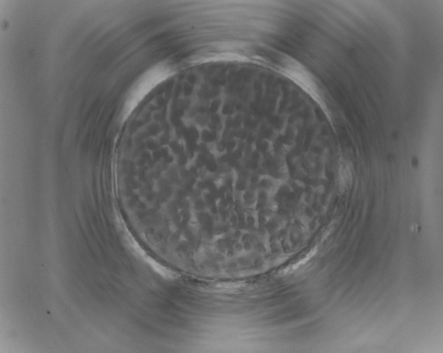 X0000066121290200604071903