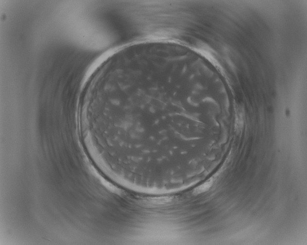 X0000066121294200604071903