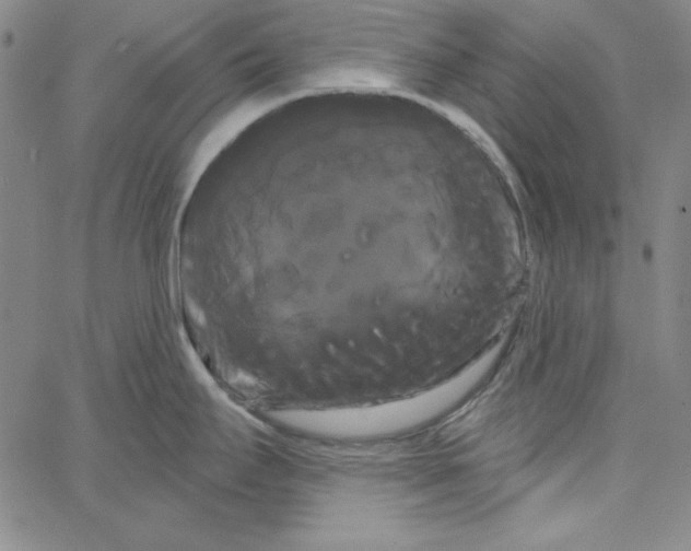 X0000066121295200604071903