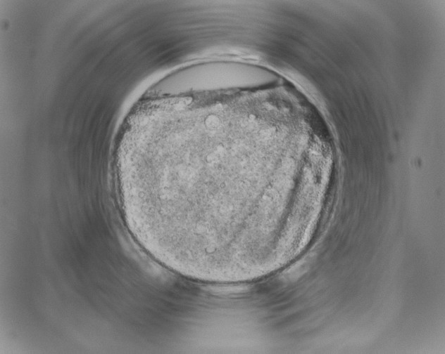 X0000066121296200604071903