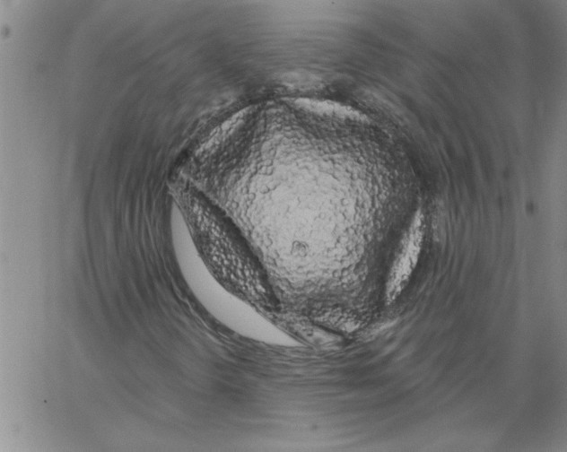 X0000066121298200604071902