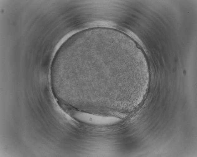 X0000066121339200604071902