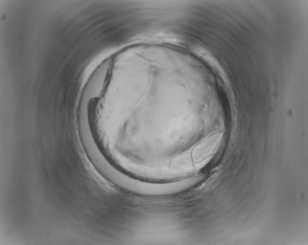 X0000066121344200604071902