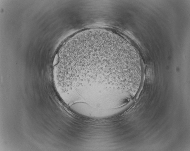 X0000066121356200604071902